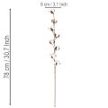 Artificial cotton branch with 8 real flowers, 78cm | Floristik24.co.uk