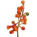 Floristik24 Berry bunch orange L20cm