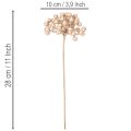 **Artificial Champagne-Coloured Berry Stems Set of 3 for Decoration 28cm**

```html
<h2>Decorative Artificial Champagne-Coloured Berry Stems</h2>

<p>These artificial berry stems in champagne colour are a versatile and stylish addition to your seasonal ho | Floristik24.co.uk