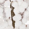 Kunstzweig with White Berries and Natural Pinecones, 60cm | Floristik24.co.uk