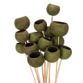 Floristik24 Bell Cup on Stick Green Dried Exotic 5-7cm 15pcs