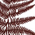 Floristik24 Fern decoration mountain fern dried leaves wine red 50cm 20pcs