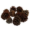 Floristik24 Mountain pine cones small natural 1kg