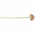 Floristik24 Artificial Allium Pink 55cm