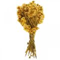 Floristik24 Mini straw flower yellow dried flowers bunch dry bouquet H20cm 15g
