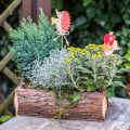 Floristik24 Flower box, wooden box with bark, plant pot with handles 38cm