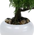 Floristik24 Bonsai tree in a pot H20cm