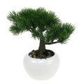 Floristik24 Bonsai tree in the pot 19cm 1pc