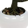 Floristik24 Bonsai tree in the pot 19cm 1pc