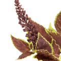 Artificial Coleus Plant with Red Leaves, 20cm Decoration | Floristik24.co.uk