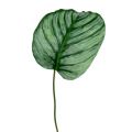Floristik24 Decorative leaf, Calathea leaf 6pcs