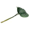 Floristik24 Decorative leaf, Calathea leaf 6pcs