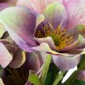 Artificial Hellebore Bouquet with Purple Blossoms 35cm Set of 6

```html
<h2>Artificial Hellebore Bouquet for Indoor Decoration</h2>

<p>
This artificial hellebore bouquet features six beautifully detailed stems with delicate purple blossoms. Standing at  | Floristik24.co.uk