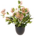Floristik24 Artificial Helleborus potted plant, Christmas rose, for home decoration, 50cm