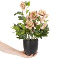 Artificial Helleborus potted plant, Christmas rose, for home decoration, 50cm | Floristik24.co.uk