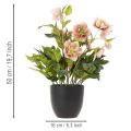 Artificial Helleborus potted plant, Christmas rose, for home decoration, 50cm | Floristik24.co.uk