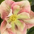 Artificial Helleborus potted plant, Christmas rose, for home decoration, 50cm | Floristik24.co.uk