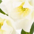 Artificial Christmas rose, potted plant, table decoration, 34cm | Floristik24.co.uk