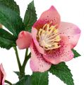 Floristik24 Christmas Rose Pink L22cm 1pc