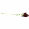 Floristik24 Chrysanthemum Dark Red 73cm