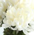 Floristik24 Chrysanthemum bush cream 47cm 2pcs