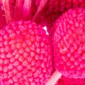 Craspedia Dry Flower Bundle for Arrangements 55cm 20 Stems Pink | Floristik24.co.uk