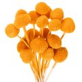 Floristik24 Craspedia Dried Flower Bouquet 55cm Orange 20 Stems