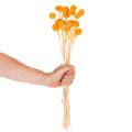 Craspedia Dried Flower Bouquet 55cm Orange 20 Stems | Floristik24.co.uk