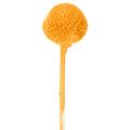 Craspedia Dried Flower Bouquet 55cm Orange 20 Stems | Floristik24.co.uk