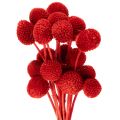 Floristik24 Craspedia Dried Flowers Dyed Red 55cm 20 Stems