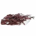 Floristik24 Decoration branch Currybusch washed red 500g