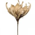 Floristik24 Deco lotus flower artificial lotus flower artificial flower beige L68cm