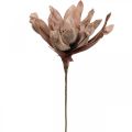Floristik24 Deco lotus flower artificial lotus flower artificial flower brown L68cm