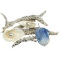 Floristik24 Deco mix shell with pearl and wood white, blue 200g
