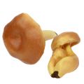 Floristik24 Deco Mushrooms Mix Light Brown 8cm - 11cm 13pcs