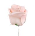 Floristik24 Deco rose mix white, pink, cream Ø7.5cm 12p