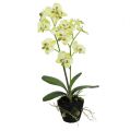Floristik24 Mini orchid light green with globe 30cm