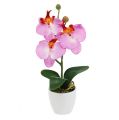 Floristik24 Deco orchid in pot pink H29cm