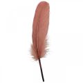 Floristik24 Decorative feathers for handicrafts Dusky pink real bird feathers 20g