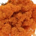 Floristik24 Decorative Moss Orange Real Moss for Crafts Dried, Dyed 500g