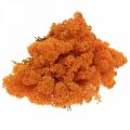 Floristik24 Decorative Moss Orange Real Moss for Crafts Dried, Dyed 500g