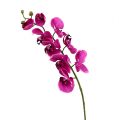 Floristik24 Deco Orchid Pink L77cm