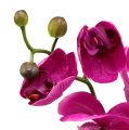 Floristik24 Deco Orchid Pink L77cm