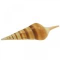 Floristik24 Deco maritime snail shell pointed 1kg