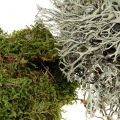 Floristik24 Decorative moss mix natural, green 500g