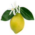 Floristik24 Decorative fruit, lemons with leaves yellow 9.5cm 4pcs