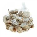 Floristik24 Decorative shells and snail shells empty white, natural decorative maritime 350g