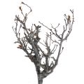 Floristik24 Deco branches bonsai wood deco branches 15-30cm 650g