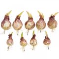 Floristik24 Deco onions with roots artificial vegetables 7.5/10cm 9pcs