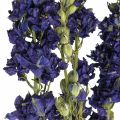 Floristik24 Dried delphinium, dry floristry, delphinium blue L64cm 25g
